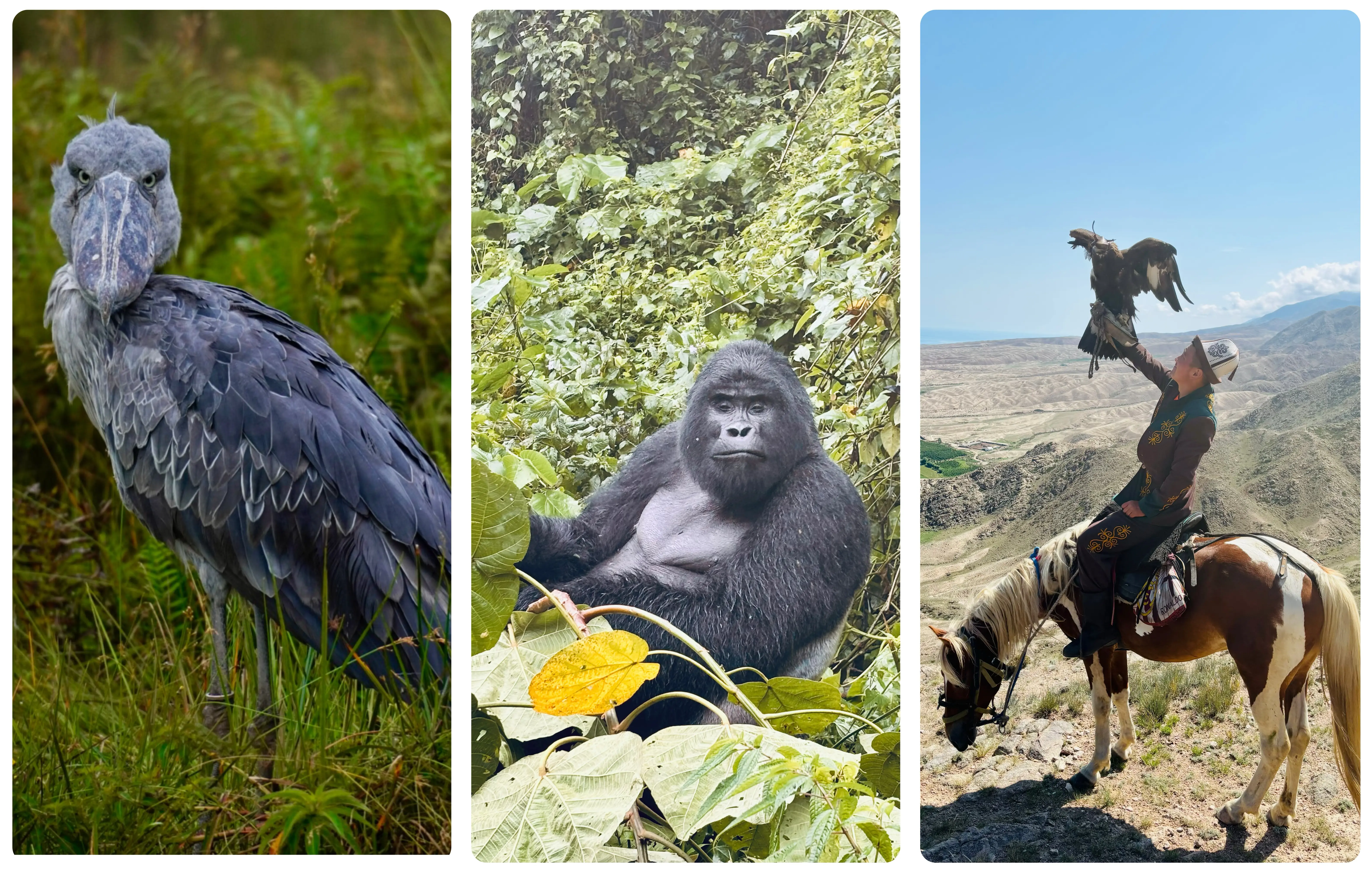 Indonesia, Kyrgyzstan, Croatia, and Uganda